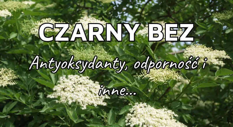 Czarny bez