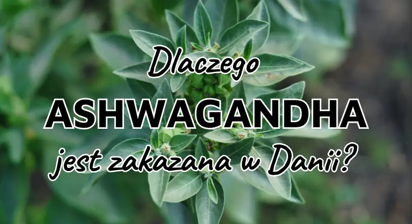Ashwaganda jest zakazana